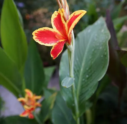 Barbov Guest house Obzor